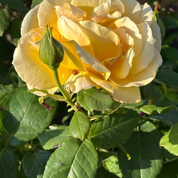 Englantine Rose Floral Print Long Gown / Maxi Dress by Bergdorf Goodman -  S - Picture 15 of 16